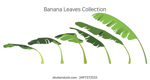 Collection of banana leaves in various forms against a white background. Vector illustration.