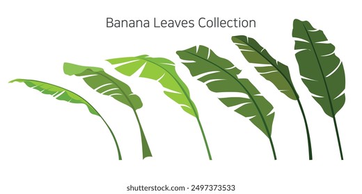 Collection of banana leaves in various forms against a white background. Vector illustration.