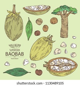 Collection of baobab: baobab fruit, seeds, tree and leaves. Super food. Vector hand drawn illustration