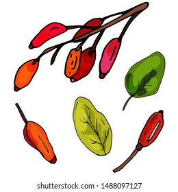 Collection barberry on an isolated white background. The contour is drawn by hand. Elements for decorating cards, wedding invitations and much more.Set