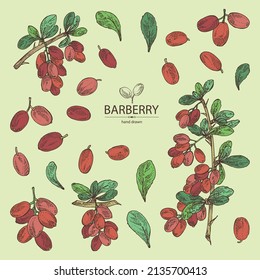 Collection of barberry: plant, leaves and barberry berries. Berberis. Vector hand drawn illustration