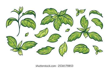 Collection of basil leaves. Vector botanical art. Aromatic herbs. Suitable for food illustrations, cookbooks, menus, and cafe. Healthy lifestyle concept. Green plant, environmental friendliness