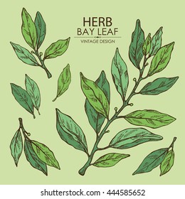 Collection of bay leaf. hand drawn svg