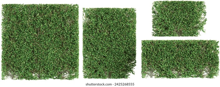 Collection of beautiful Boxwood plants isolated on transparent background. Realistic 3D render. 3D illustration