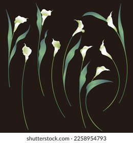 Sammlung schöner Materialien von Calla lily,