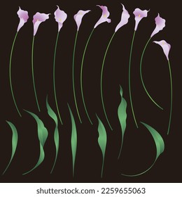 Collection of beautiful calla lily materials,