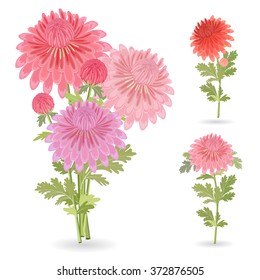 collection of beautiful chrysanthemums for your design.