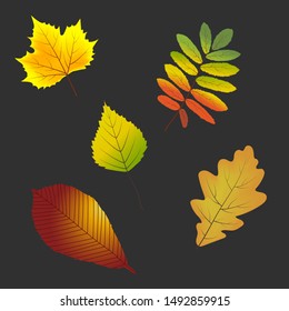 Collection of beautiful colorful autumn leaves