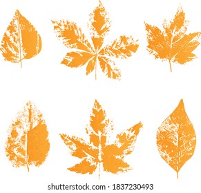 collection of beautiful colorful autumn leaves isolated on white background

