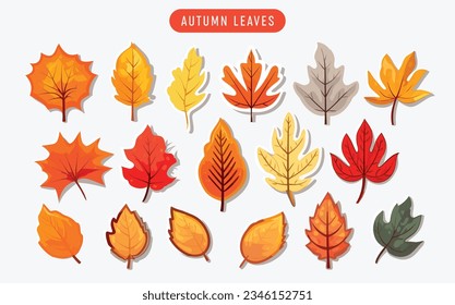 Collection beautiful colorful autumn leaves isolated on white background