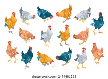 Collection of beautiful colorful chickens in different poses. Set in cartoon style. Isolated on white background. Vector flat illustration