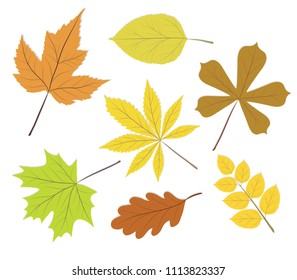 collection beautiful colourful autumn leaves isolated on white background. vector illustration