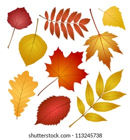 collection beautiful colourful autumn leaves isolated on white background. vector illustration