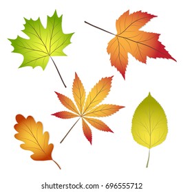 collection beautiful colourful autumn leaves isolated on white background, stock vector illustration