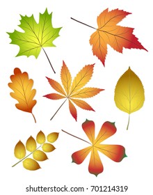 collection beautiful colourful autumn leaves isolated on white background, stock vector illustration