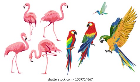 Collection of beautiful exotic tropical birds, parrots, hummingbird and flamingos.Vector design isolated elements on the white background.