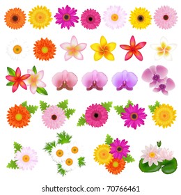 Collection Beautiful Flowers, Isolated On White Background, Vector Illustration