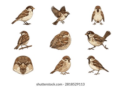 A collection of beautiful hand drawn sparrow illustrations showcasing various poses and behaviors in a clean white setting. These detailed bird sketches highlight natural brown plumage and feather textures perfect for creative nature design projects.
