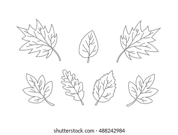collection of beautiful leaves. Only line. vector