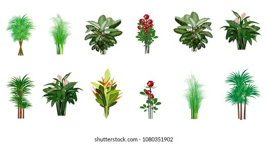 The collection of beautiful ornamental plants for the garden and home , Green foliage on white background , Roses with red flowers  , Isolated tree vector.