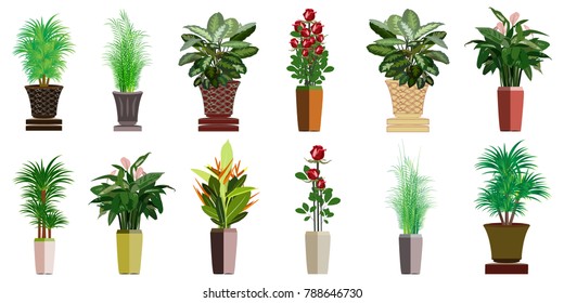 The collection of beautiful ornamental plants for the garden and home , Green foliage in pots , Roses with red flowers in the pot , Isolated tree vector.