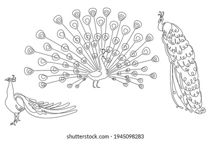 Collection. A beautiful peacock sits, stands, walks. A bird with a lush tail in a modern one-line style. Solid line, outline for decor, posters, stickers, logo. Vector illustration set.