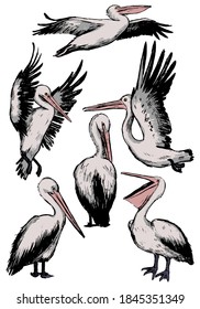 Collection of beautiful pelicans isolated on white. Set of hand drawn vector illustration. Realistic colorful sketches of tropical birds. Vintage graphic elements for design, print, card, poster etc.