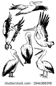 Collection of beautiful pelicans isolated on white. Set of hand drawn vector illustration. Realistic black ink sketches of tropical birds. Vintage graphic elements for design, print, card, poster etc.