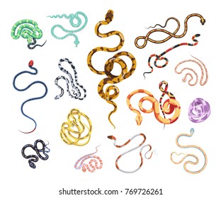 Collection of beautiful snakes of various type, size, skin pattern and color isolated on white background. Bundle of gorgeous exotic legless wild reptile animals. Colorful vector illustration.