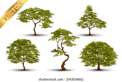 Collection  Beautiful tree Realistic  on a white background.