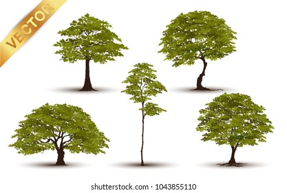 Collection  Beautiful tree Realistic  on a white background.