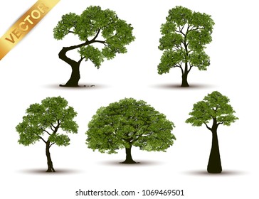 Collection Beautiful tree Realistic  on a white background.
