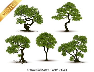 Collection Beautiful tree Realistic  on a white background.
