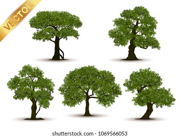 Collection Beautiful tree Realistic  on a white background.