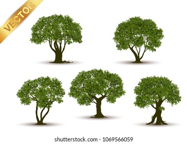 Collection Beautiful tree Realistic  on a white background.