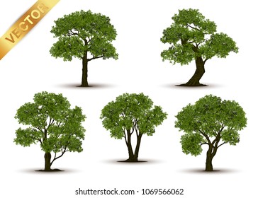 Collection Beautiful tree Realistic  on a white background.