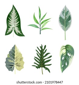 Collection of beautiful tropical leaves isolated on white background.