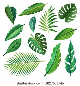 Collection of beautiful tropical leaves set.