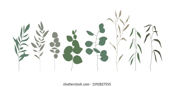 Collection of beautiful vector floral set with herbs, leaves and plants. Botanical vector vintage collection. Isolated on white background