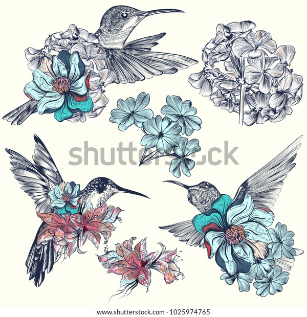 Collection Beautiful Vector Hummingbirds Flowers Stock Vector (Royalty