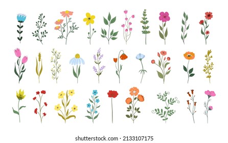 Colección de hermosas hierbas silvestres, plantas de flores herbáceas, flores florecientes, aisladas en fondo blanco. Dibujo manual detallado de la ilustración botánica.