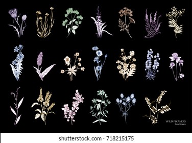 Collection of beautiful wild herbs, herbaceous flowering plants, blooming flowers, shrubs and subshrubs isolated on black background. Hand drawn detailed botanical vector illustration.