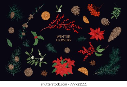 Collection of beautiful winter decorative plants isolated on black background. Bundle of traditional natural Christmas decorations. Colorful botanical vector illustration in elegant vintage style.