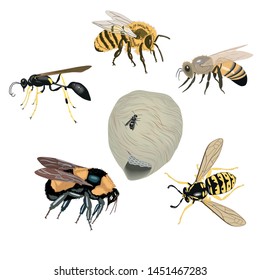 collection of bees, wasps, bumblebees