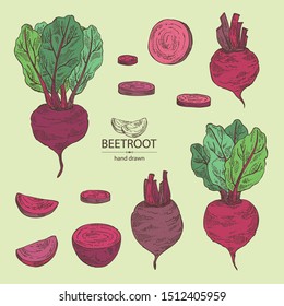 Collection of beet: full beetroot and piece of beet. Vector hand drawn illustration