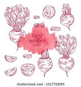 Collection of beet: full beetroot and piece of beet. Vector hand drawn illustration