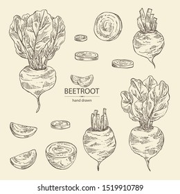 Collection of beet: full beetroot and piece of beet. Vector hand drawn illustration