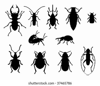 Collection of beetles