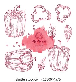 Collection of bell pepper,: a piece of bell pepper, and seeds. Vector hand drawn illustration.