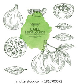 Collection of bengal quince: baile fruit and bengal quince slice. Sacred plant. Cosmetic and medical plant. Vector hand drawn illustration